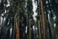 Secuoyas: los árboles más altos del mundo