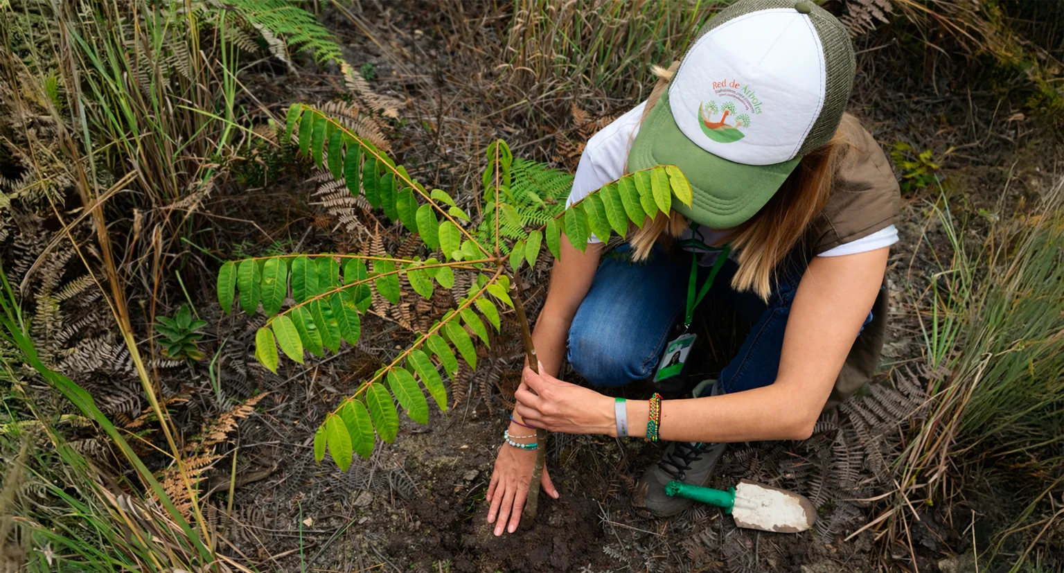 Se empezó a sembrar en Perú