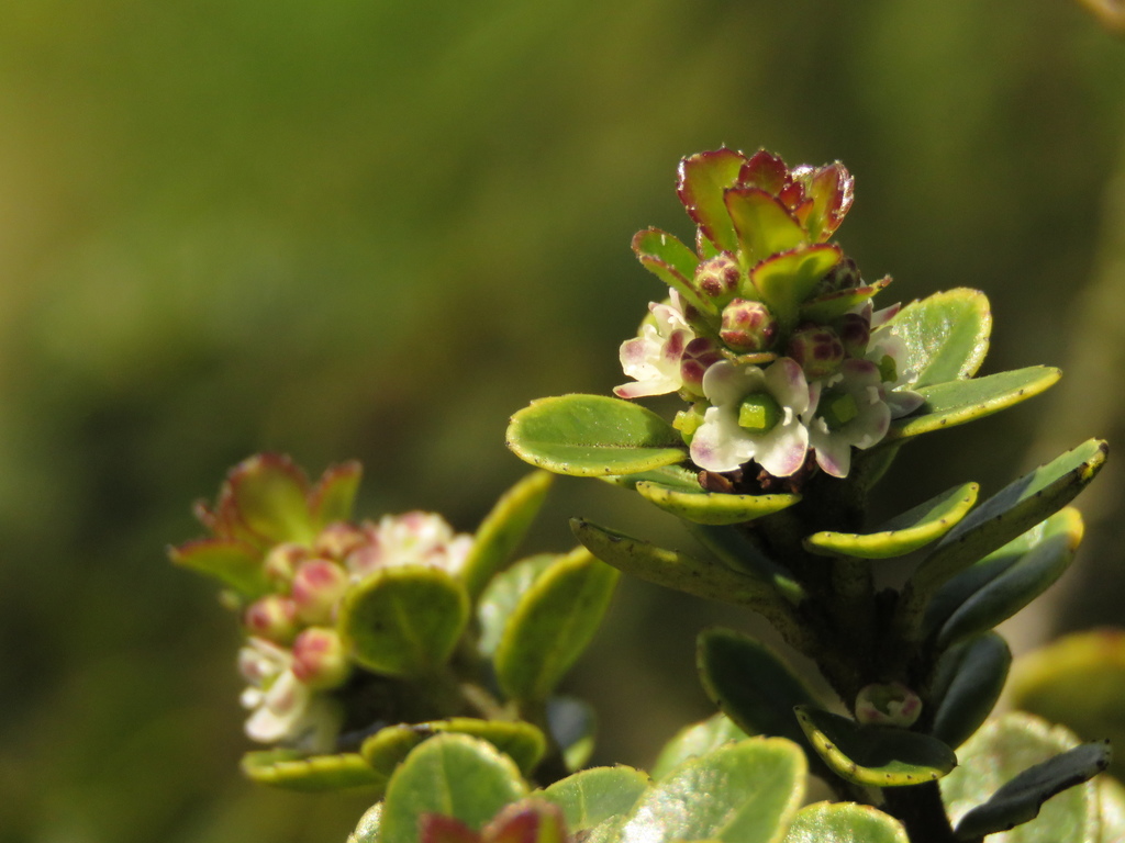 Palo blanco (Ilex khuntiana)