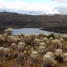 CommunityAdopt Adopta un arbol