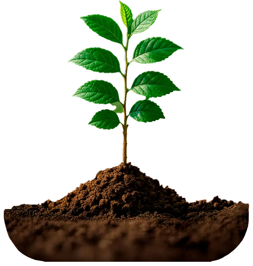 Formulario Planta creciendo