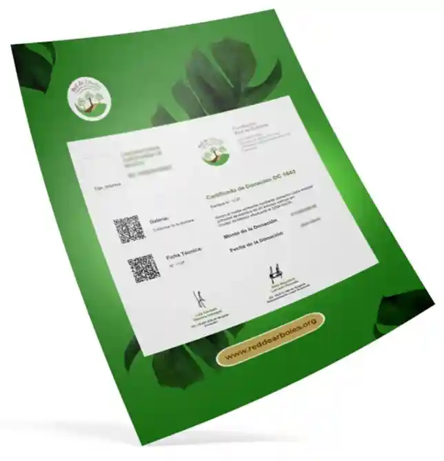 Certificados decoracion