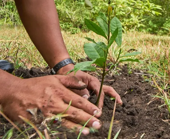 Adopta un arbol
