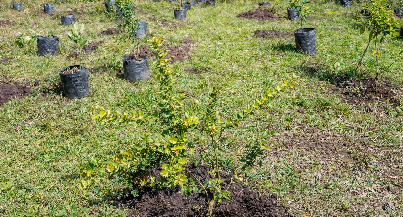 Proyectos Cajicá