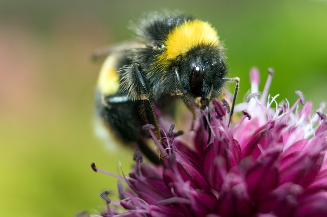 Abeja