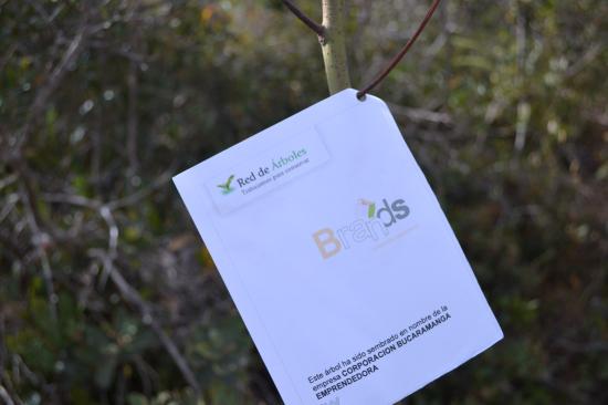 Corporación Bucaramanga Emprendedora