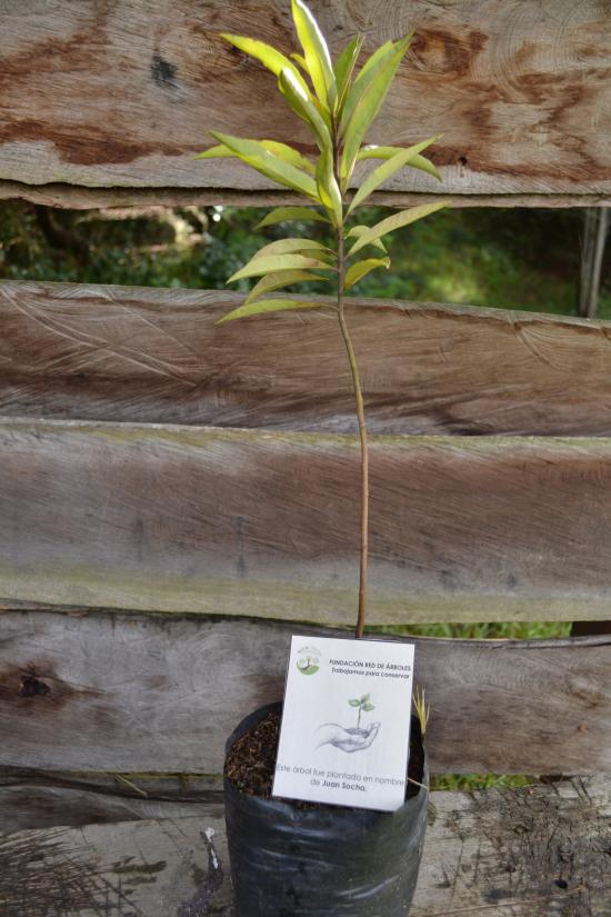 Juan Sebastián Socha