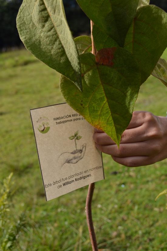 William Andrés Rodríguez Torres