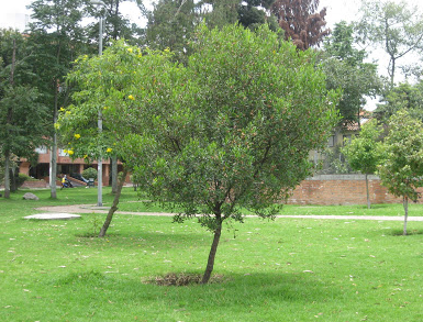 Árbol nativo Hayuelo