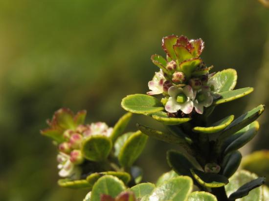 Palo blanco (Ilex khuntiana)