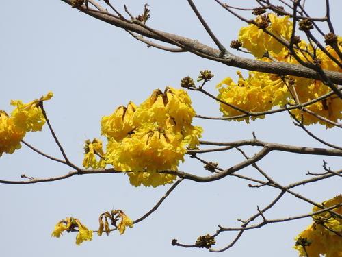 Guayacán amarillo