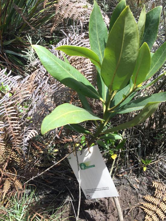 Centro Internacional de Medicina Biológica S.A.S.