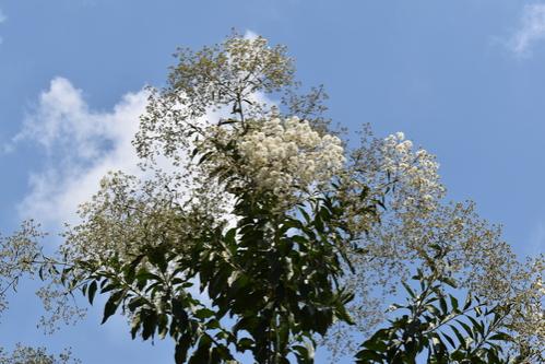 Nogal cafetero (Cordia alliodora)