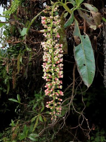 Mangle (Escallonia pendula)