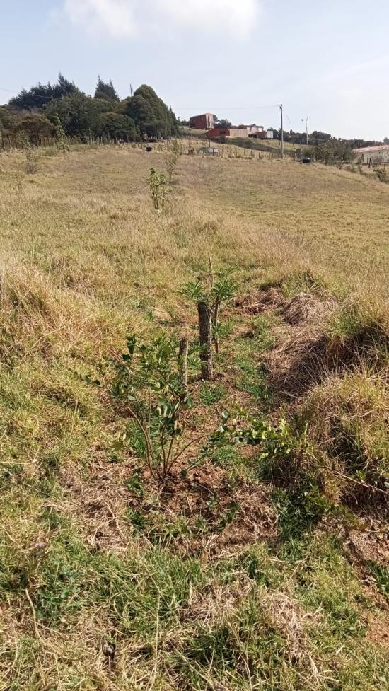 Al Viento, Chocontá
