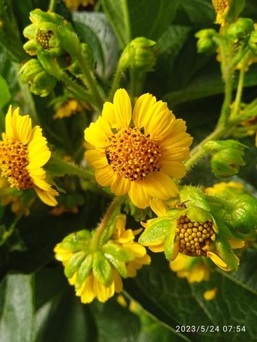 Arboloco (Smallanthus pyramidalis)