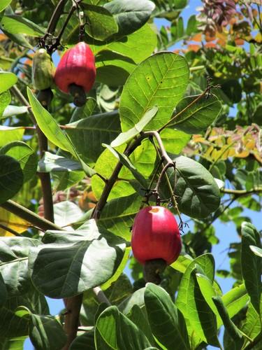 Marañón (Anacardium occidentale)