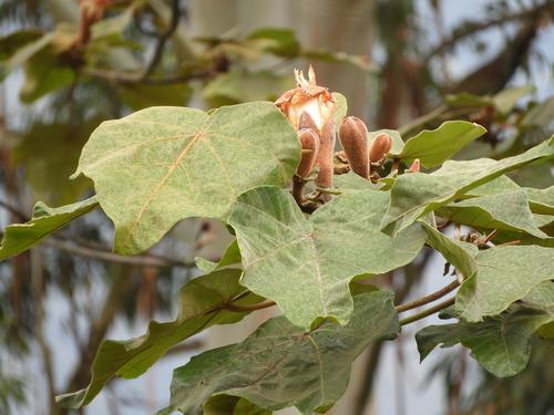 Balso (Ochroma pyramidale)