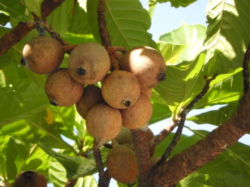 Jaguo (Genipa americana)