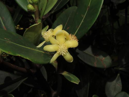 Gaque (Clusia multiflora)