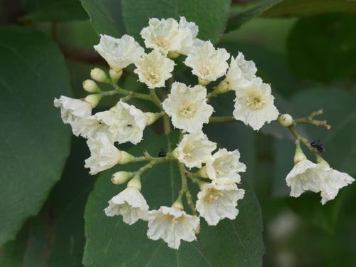 Uvito (Cordia dentata)