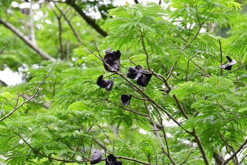 Carito (Enterolobium cyclocarpum)