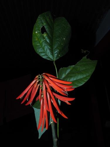 Chocho (Erythrina rubrinervia)