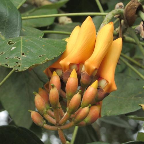 Búcaro (Erythrina fusca)