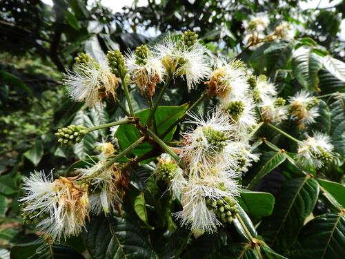 Guamo machete (Inga densiflora)