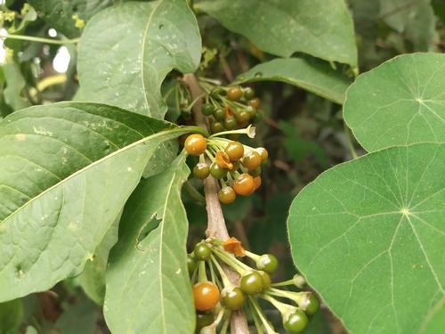 Toquín (Iochroma arborescens)
