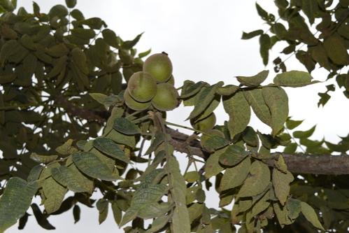Cedro nogal (Juglans neotropica)