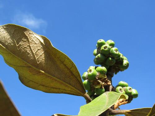 Mano de Oso (Oreopanax bogotensis)