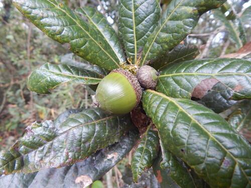 Roble (Quercus humboldtii)
