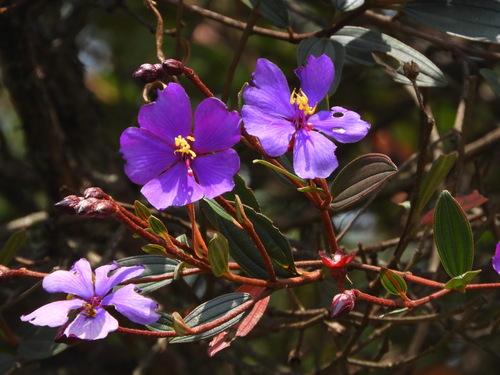 Sietecueros (Andesanthus lepidotus)