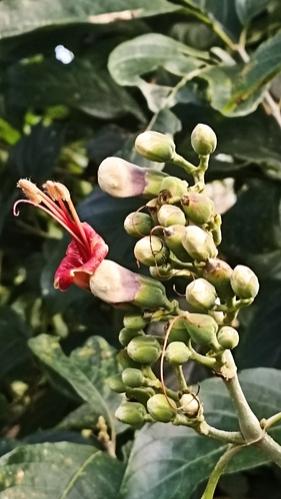 Quiebrabarrigo (Trichanthera gigantea)