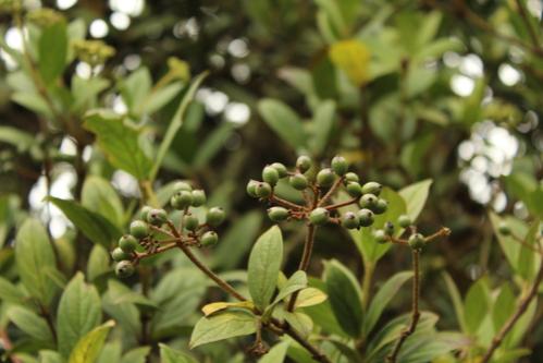 Garrocho (Viburnum tryphyllum)