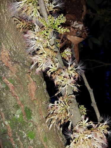 Suribio (Zygia longifolia)