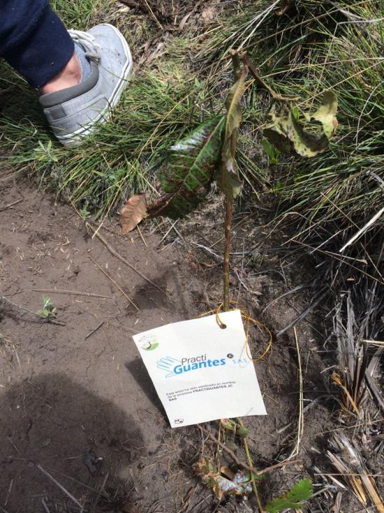 Fundación siembra árboles a nombre de Practiguantes JC S.A.S.