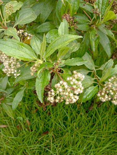 Chilco (Baccharis latifolia)