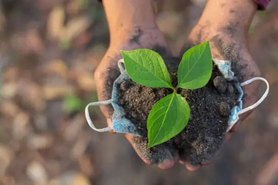 Reforestación en México