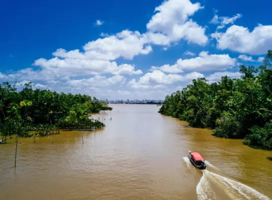 Deforestación en La Amazonia. Los bosques nos necesitan