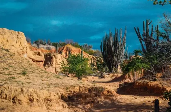 ¿Por qué es importante plantar árboles? Perspectiva de México 