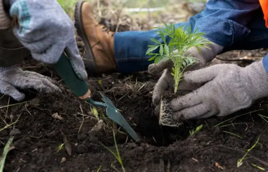 Top 3 de empresas que plantan árboles en el territorio