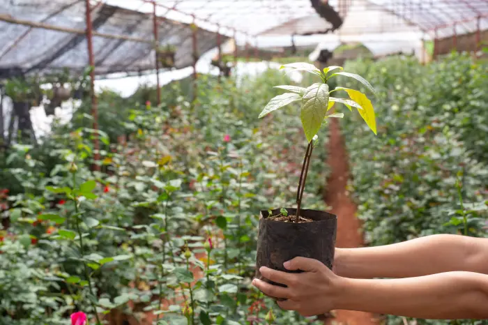 ¿Qué son las especies nativas?
