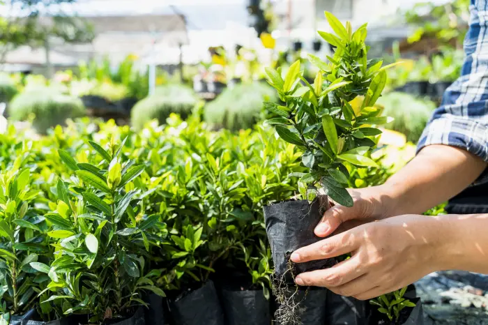 ¿Qué es un árbol y cuáles son sus características?