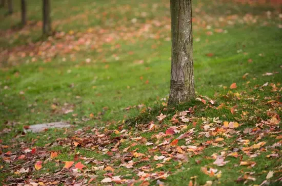 Cambio de uso de suelo, una amenaza a los ecosistemas