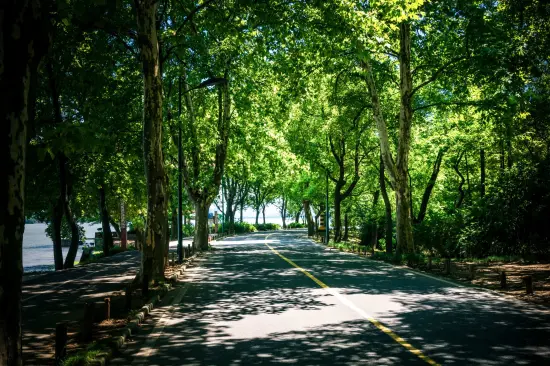 Beneficios de la arborización urbana en Perú