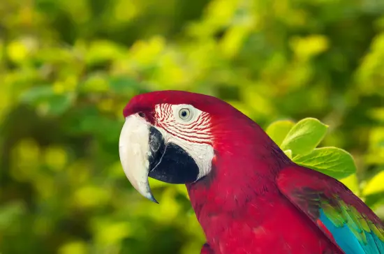 La deforestación y su impacto en la fauna