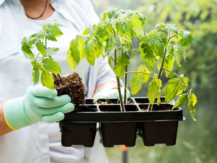 ¡Conmemorando el día de la Tierra junto a One Tree Planted!