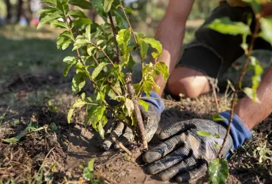 ¿Cuándo plantar un árbol en ciudad de México?
